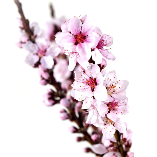 Close-up of pastel pink spring blossoms on a Bonfire Patio Peach tree branch