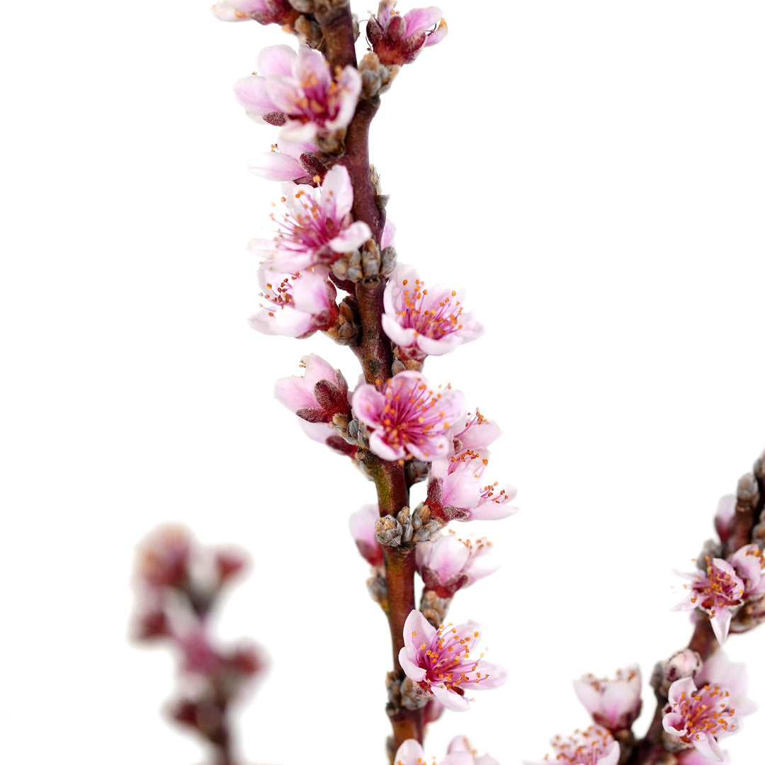 Close-up of hot pink flowers on a vertical branch of a Bonfire Patio Peach tree