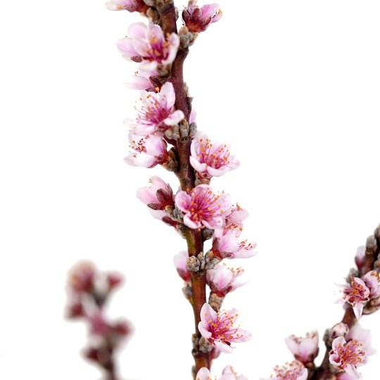 Close-up of hot pink flowers on a vertical branch of a Bonfire Patio Peach tree