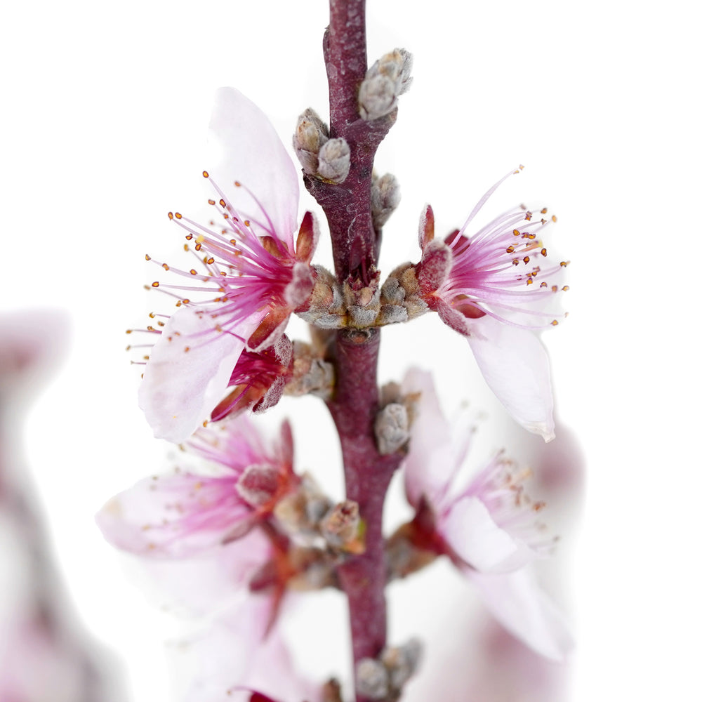 Close-up of pastel pink flowers and fuzzy buds on a Bonfire Patio Peach tree branch