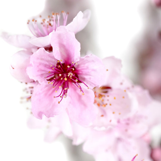 Extreme close-up of vibrant pink flowers on a Bonfire Patio Peach tree