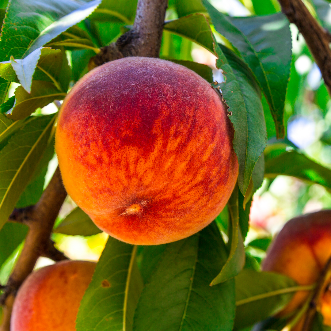 Close-up of a ripe August Lady Peach growing on a fruit tree branch surrounded by green leaves