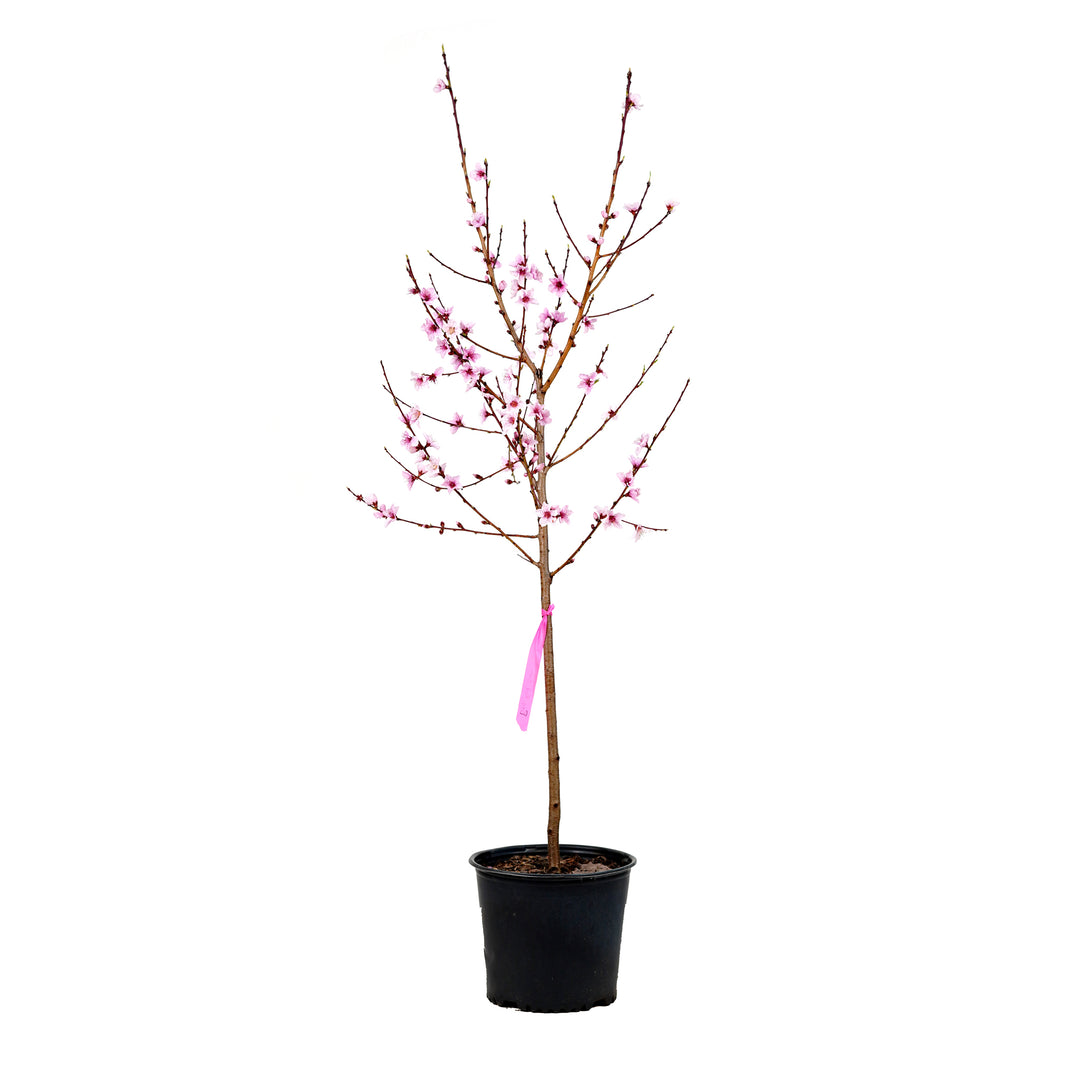 A young potted Big Red Peach tree featuring upright branches covered in pink spring blossoms against a white background