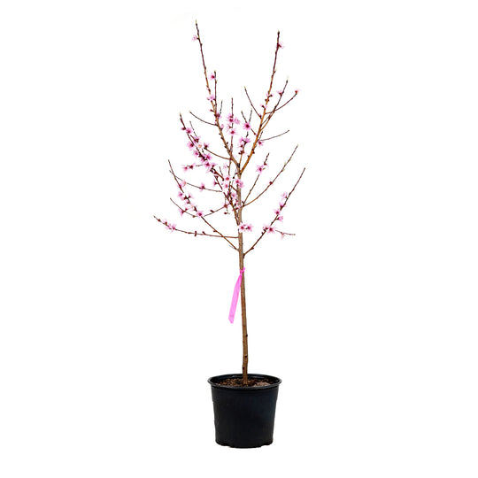 A young potted Big Red Peach tree featuring upright branches covered in pink spring blossoms against a white background