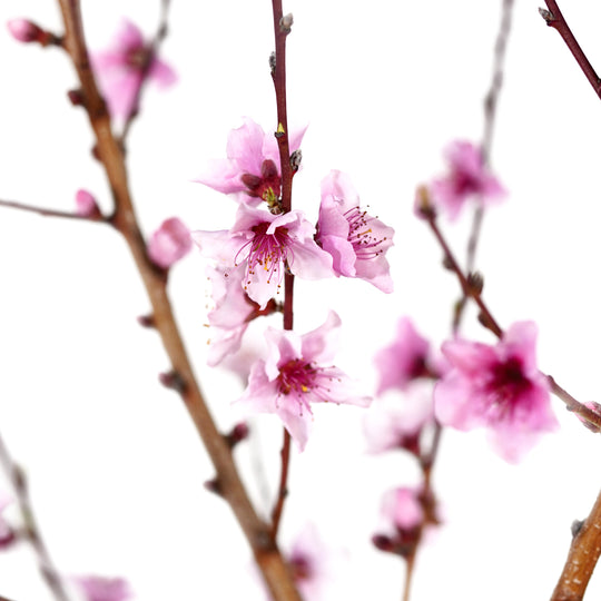 Close-up of pink blossoms blooming on Big Red Peach tree branches