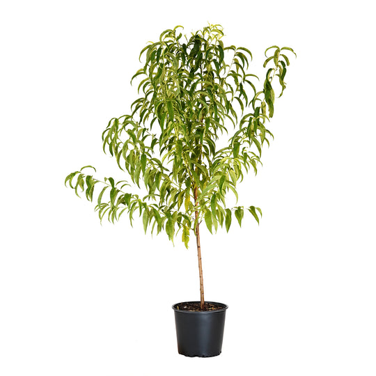 A young potted Big Red Peach tree featuring a vibrant canopy of healthy green leaves against a white background