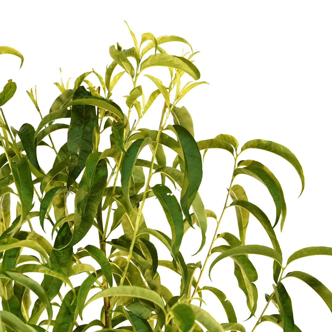 Detailed view of the vibrant, glossy green leaves and branches of a live Big Red Peach tree