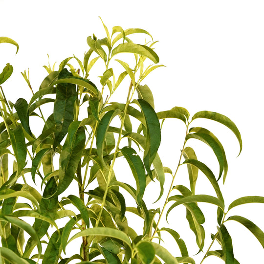 Detailed view of the vibrant, glossy green leaves and branches of a live Big Red Peach tree