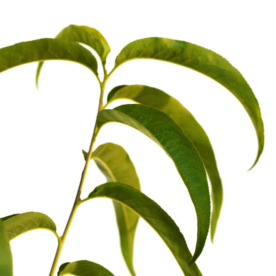 Close-up of the bright green leaves of a Big Red Peach tree