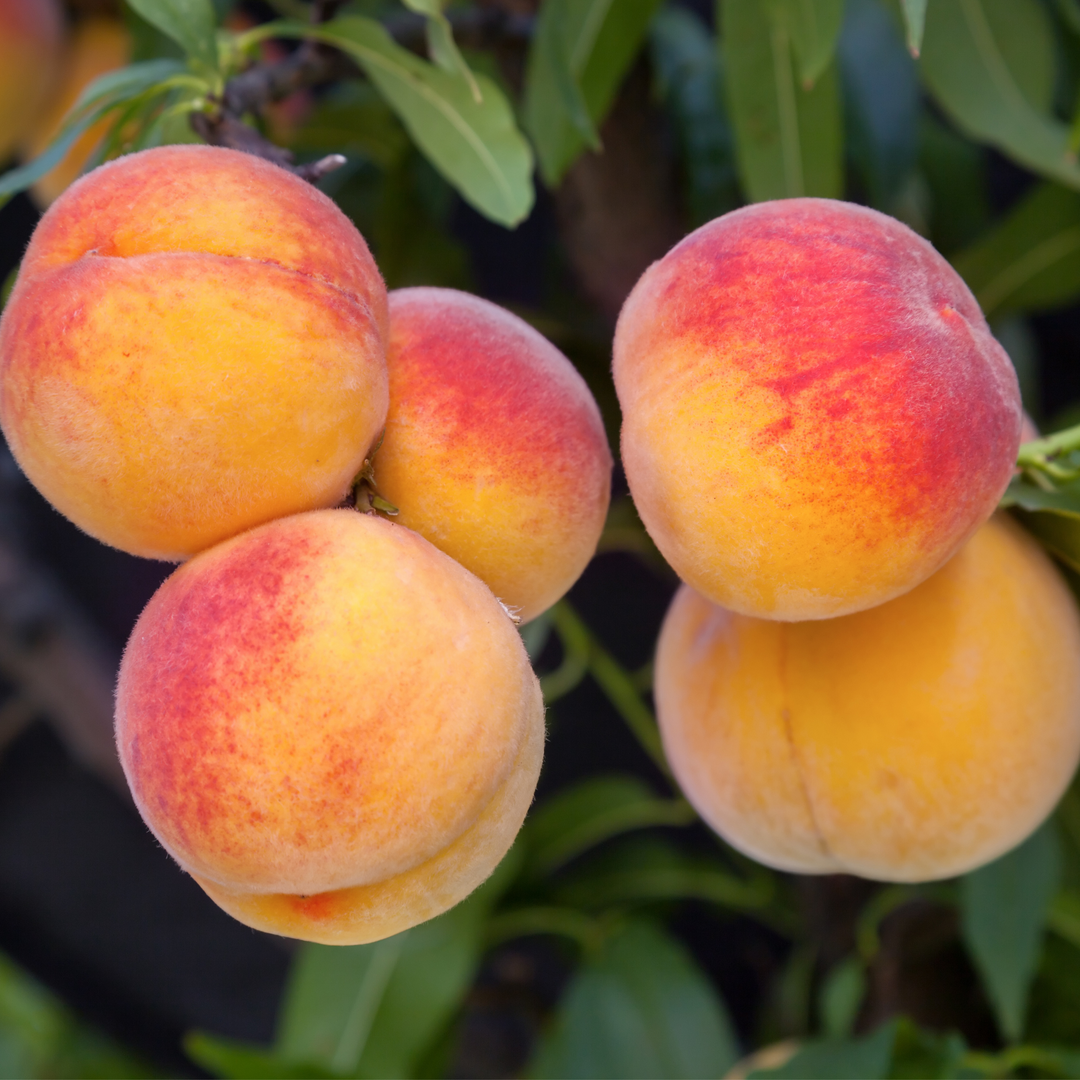 A cluster of ripe yellow and red Peach, Bounty peaches with green leaves.