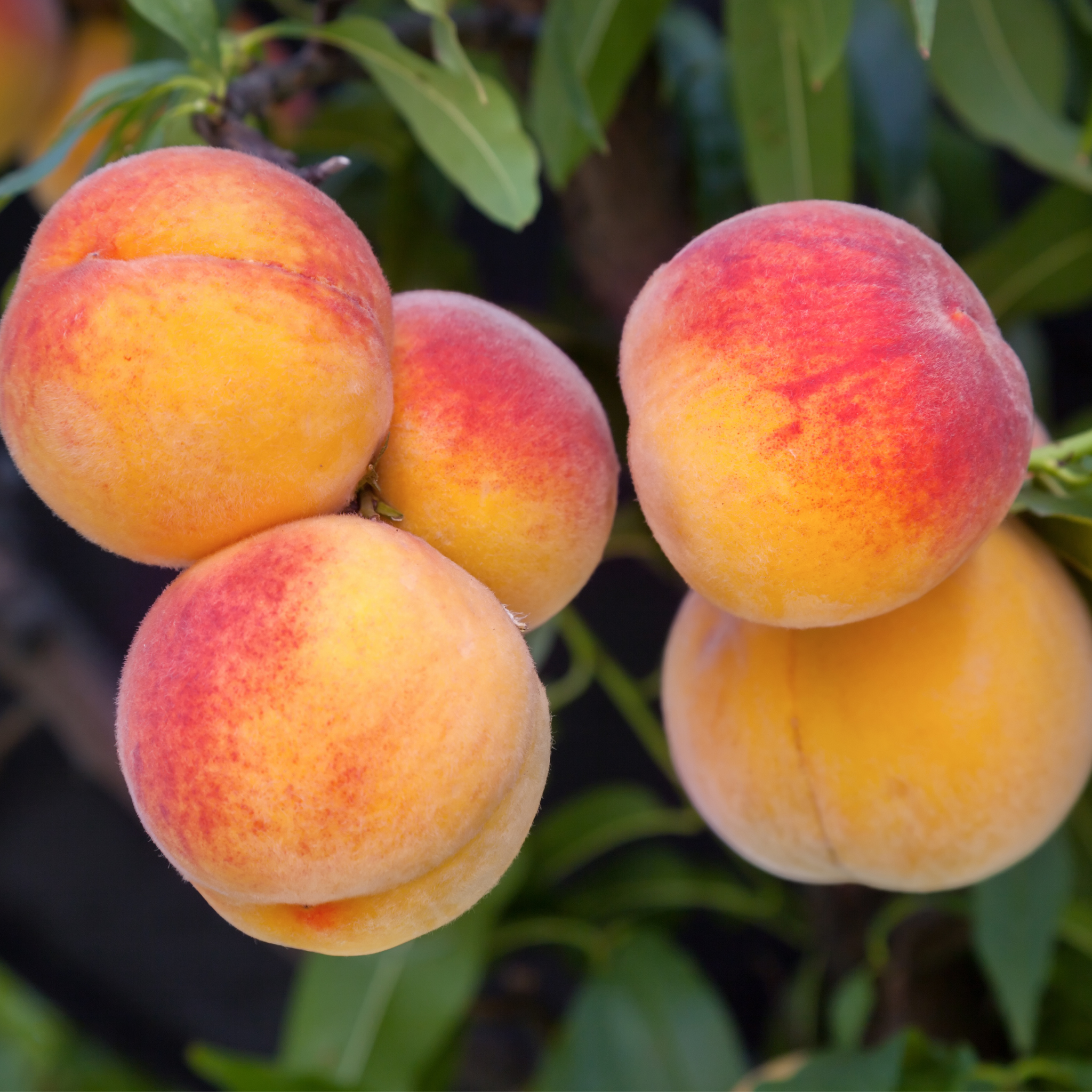 A cluster of ripe yellow and red Peach, Bounty peaches with green leaves.