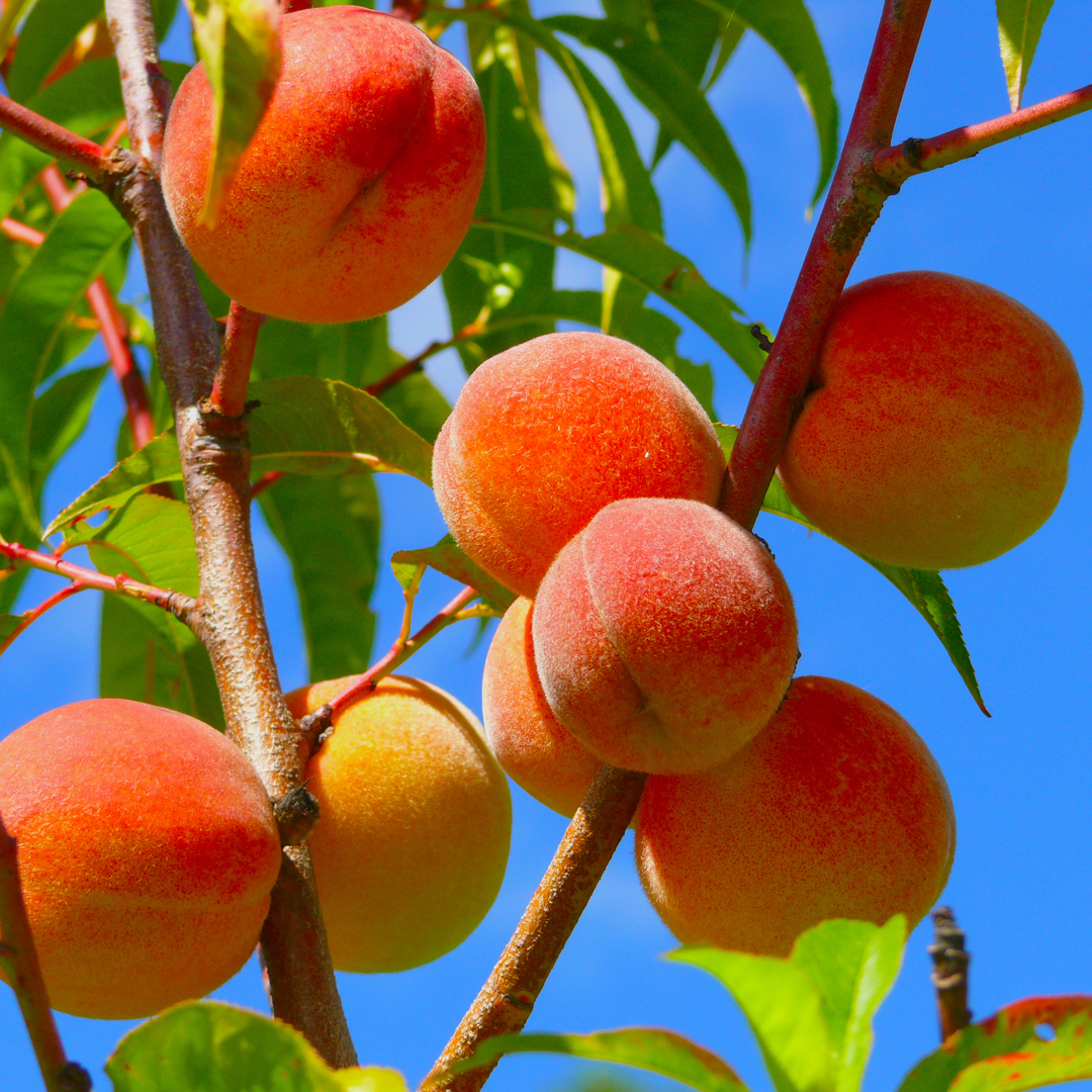 Detailed view of a cluster of large peaches with a vibrant red-orange blush ripening on a live Caroking Peach tree