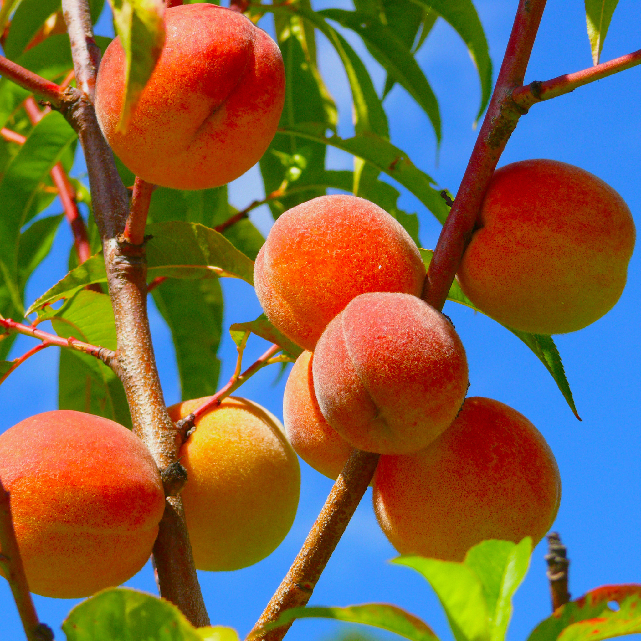 Detailed view of a cluster of large peaches with a vibrant red-orange blush ripening on a live Caroking Peach tree