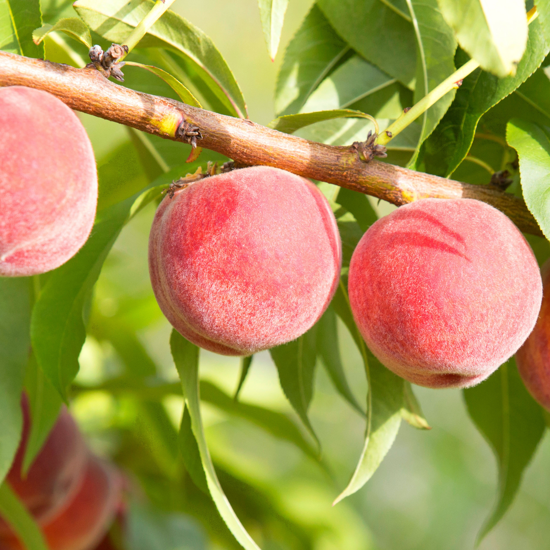 Detailed view of large peaches with a vibrant red blush ripening on a live Coronet-N Peach tree
