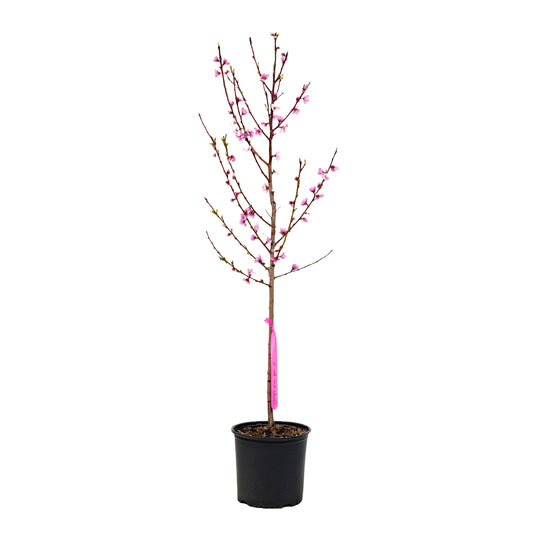 A young potted Country Sweet Peach tree featuring upright branches covered in pink spring blossoms against a white background