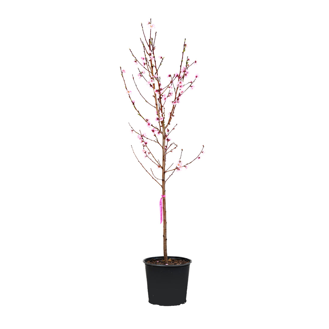 A young potted Country Sweet Peach tree featuring upright branches covered in pink spring flowers against a white background
