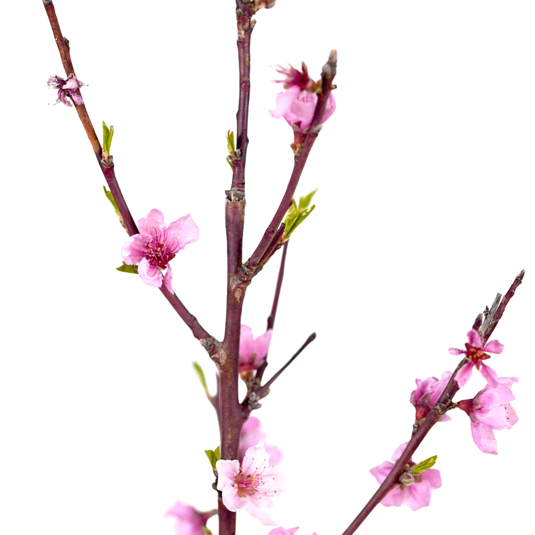 Detailed view of delicate pink flowers and small green leaf buds on the slender branches of a live Country Sweet Peach tree