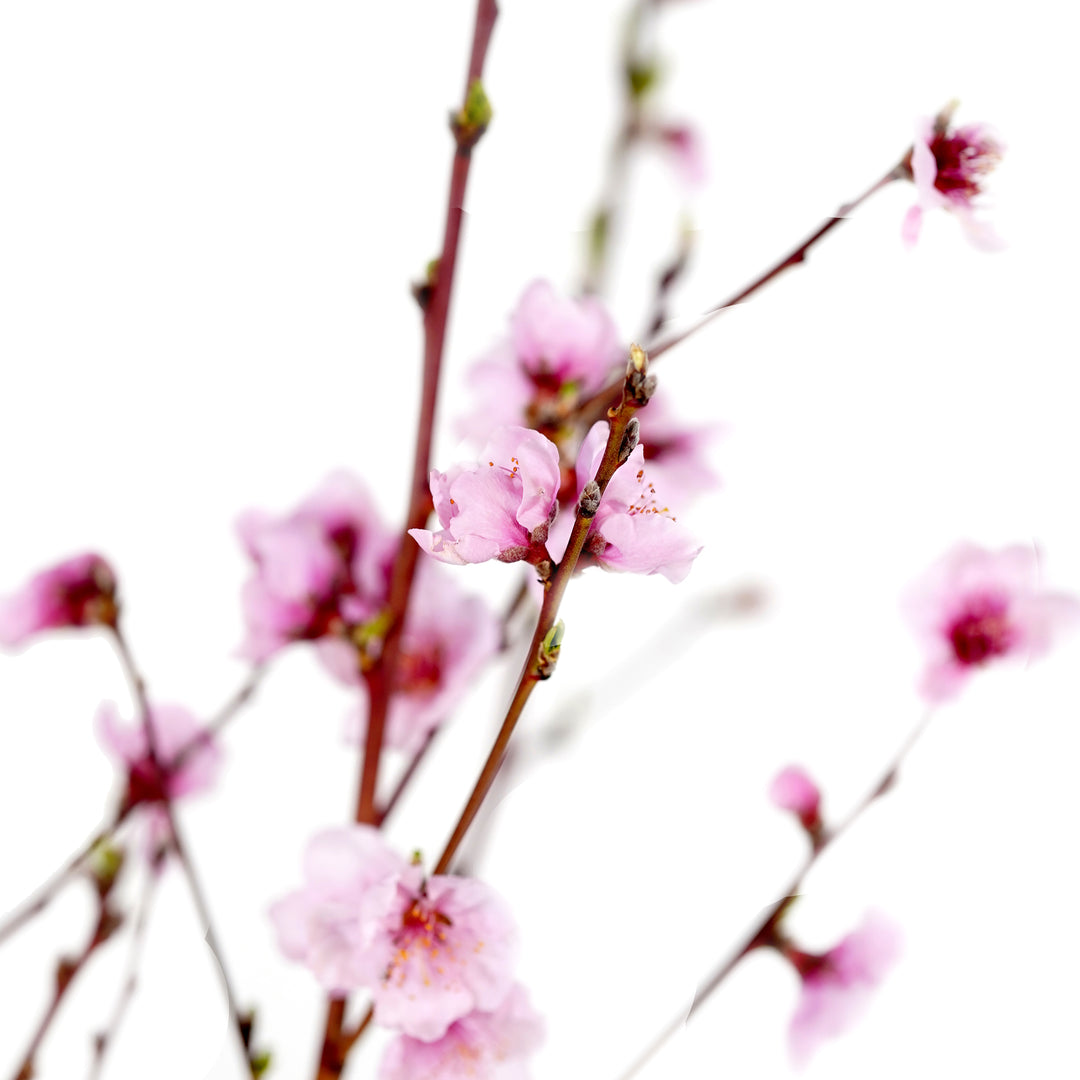 Detailed macro view of open pink peach flowers with prominent stamens on a slender branch