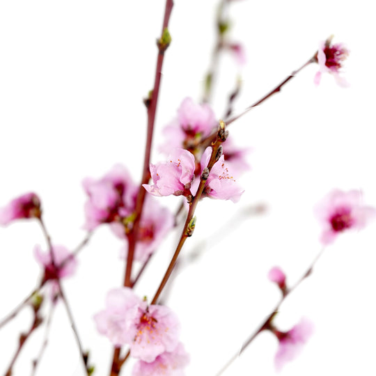 Detailed macro view of open pink peach flowers with prominent stamens on a slender branch