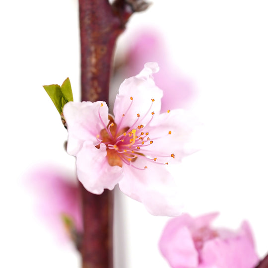 Detailed macro view of a single open pink peach flower with prominent stamens on a slender branch