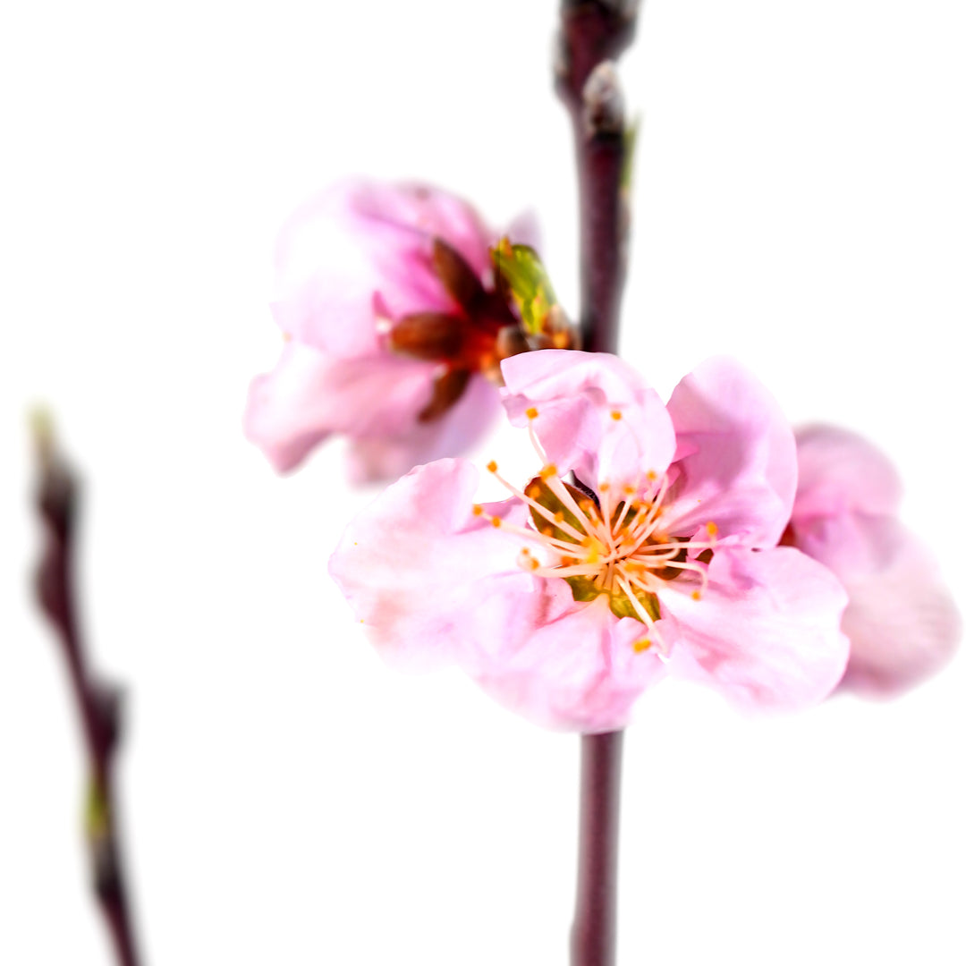 Close-up of a pink blossom blooming on a Country Sweet Peach tree branch 