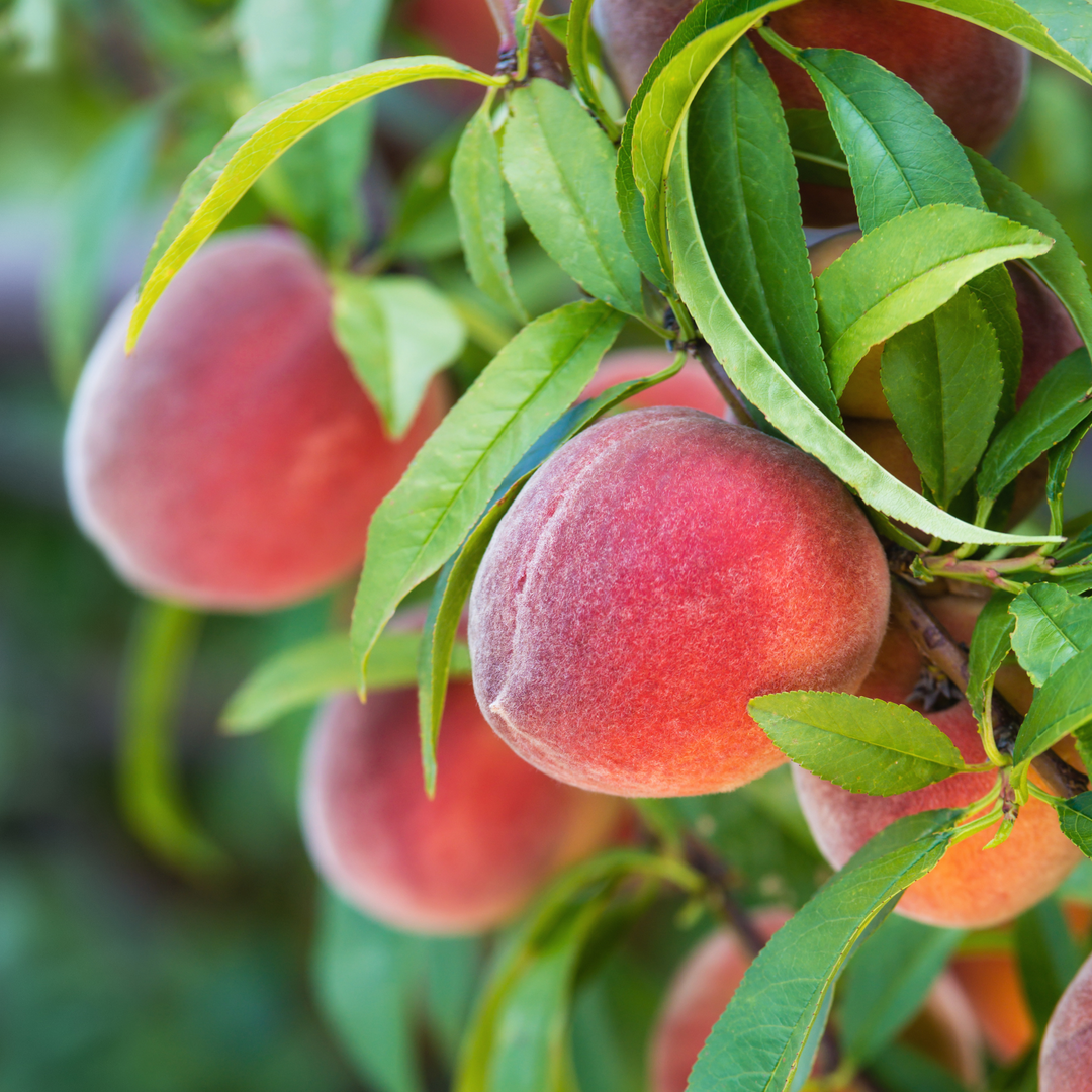 Detailed view of a cluster of large peaches with a vibrant red blush ripening on a live Country Sweet Peach tree