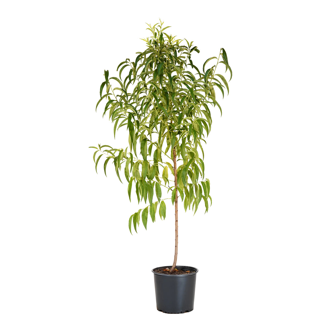 A young potted Flavorich Peach tree featuring a slender wooden trunk and dense green foliage against a white background