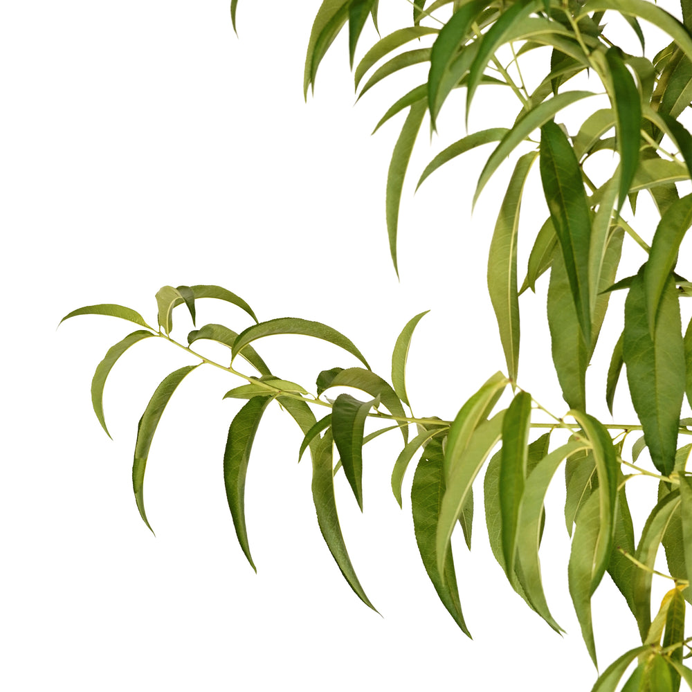Close-up of vibrant green foliage and branches on a Flavorich Peach tree against a white background