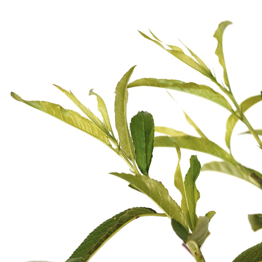 Close-up of fresh green leaves and upright branches on a Flavorich Peach tree against a white background