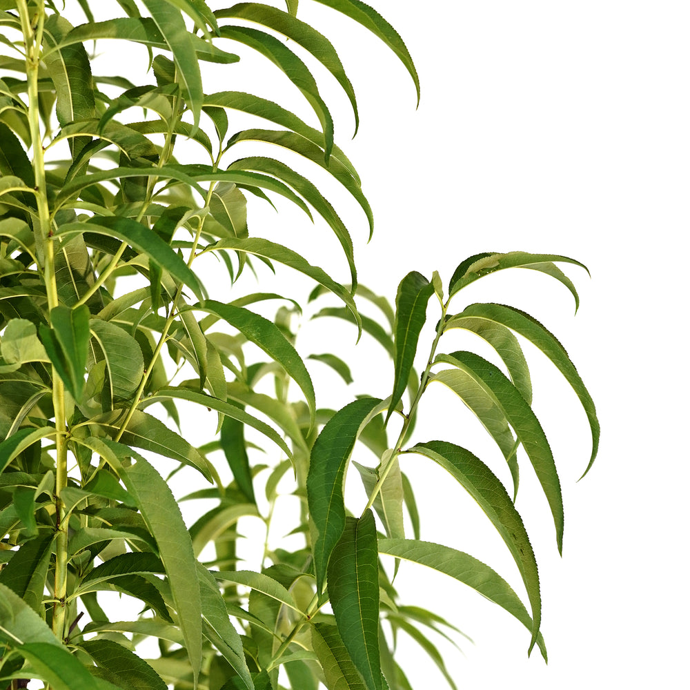 Close-up of lush green foliage on a Flordaking Peach tree against a white background