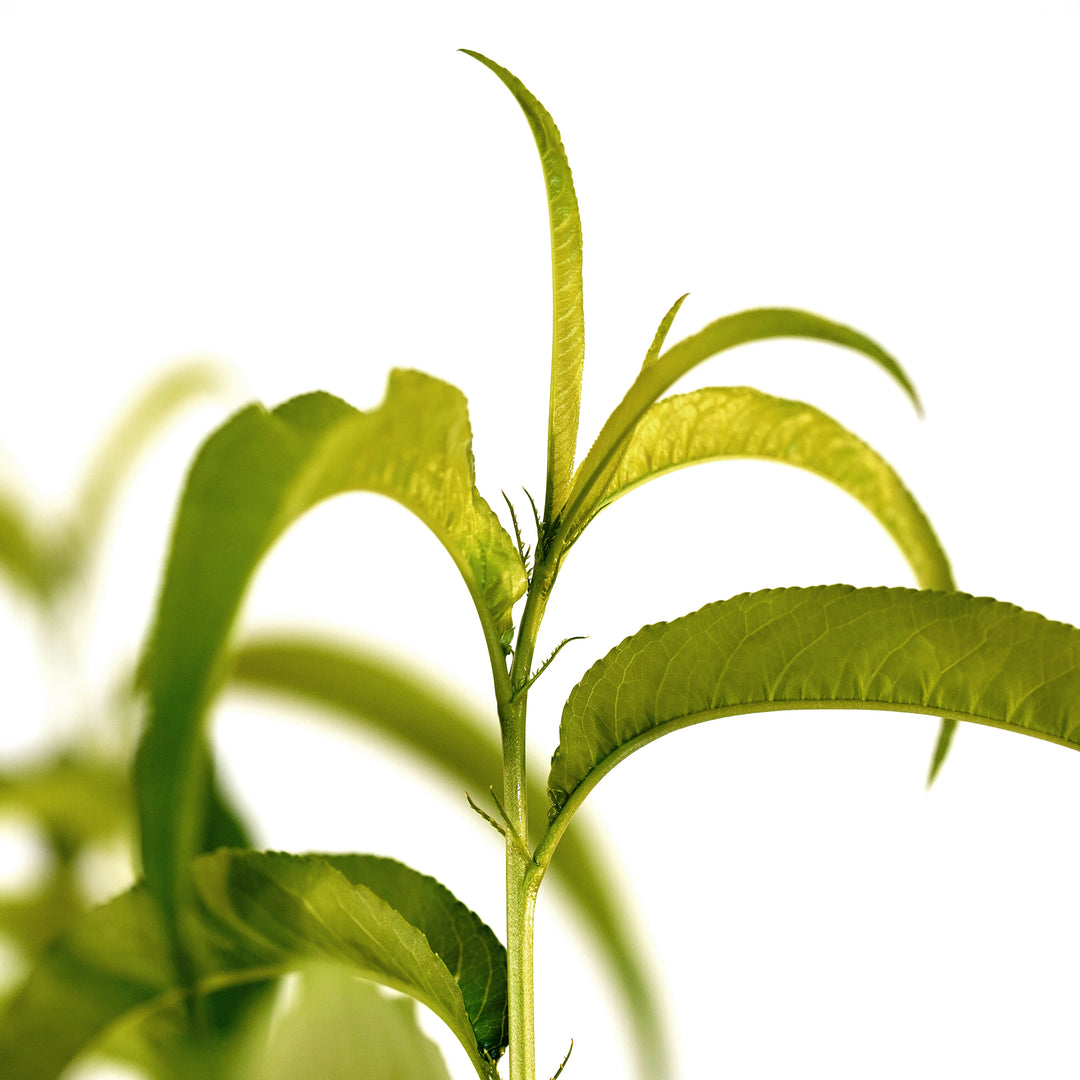 Close-up of the bright green leaves of a Flordaking Peach tree against a white background