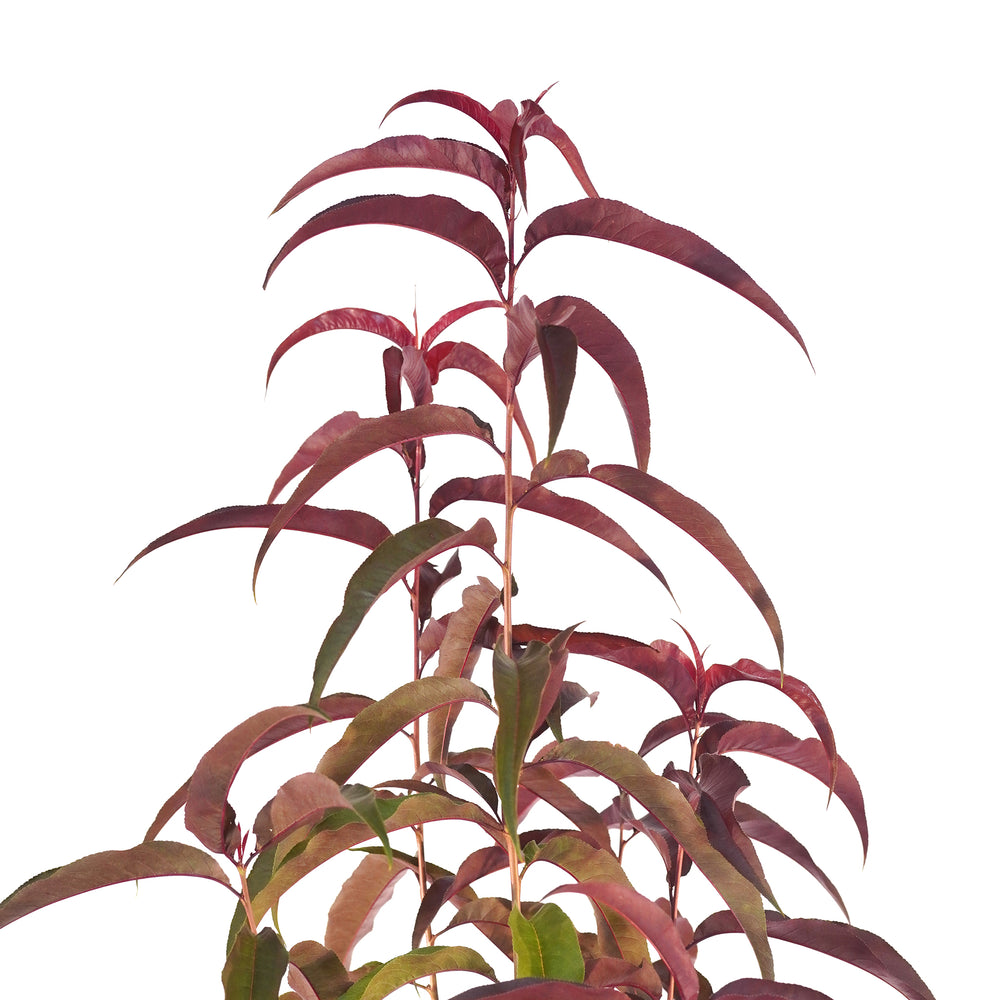 Close-up of the distinct reddish-purple summer foliage on a Corinthian Rose Flowering Peach tree against a white background