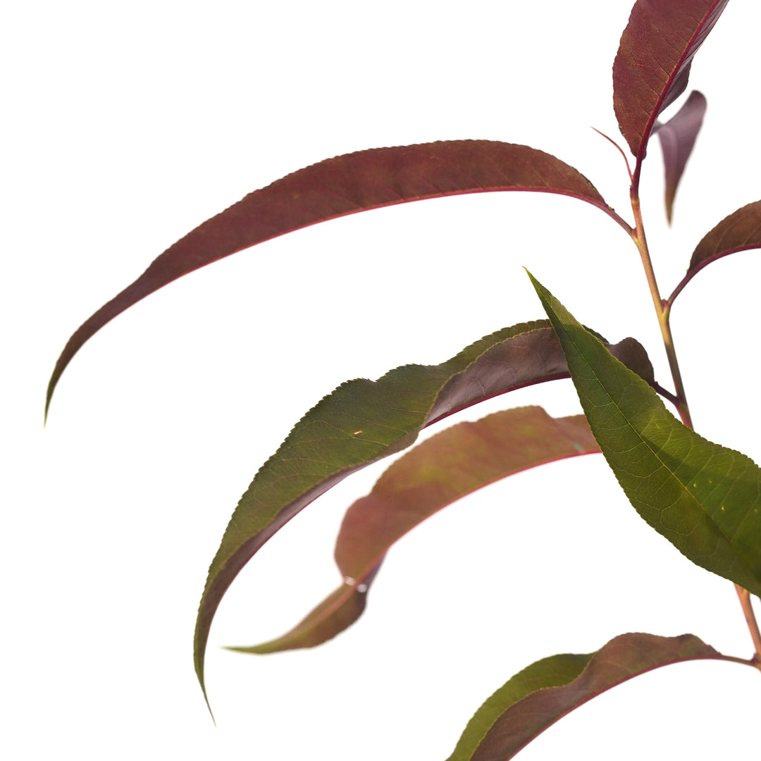 Close-up of slender reddish-purple leaves on a Corinthian Rose Flowering Peach tree branch against a white background
