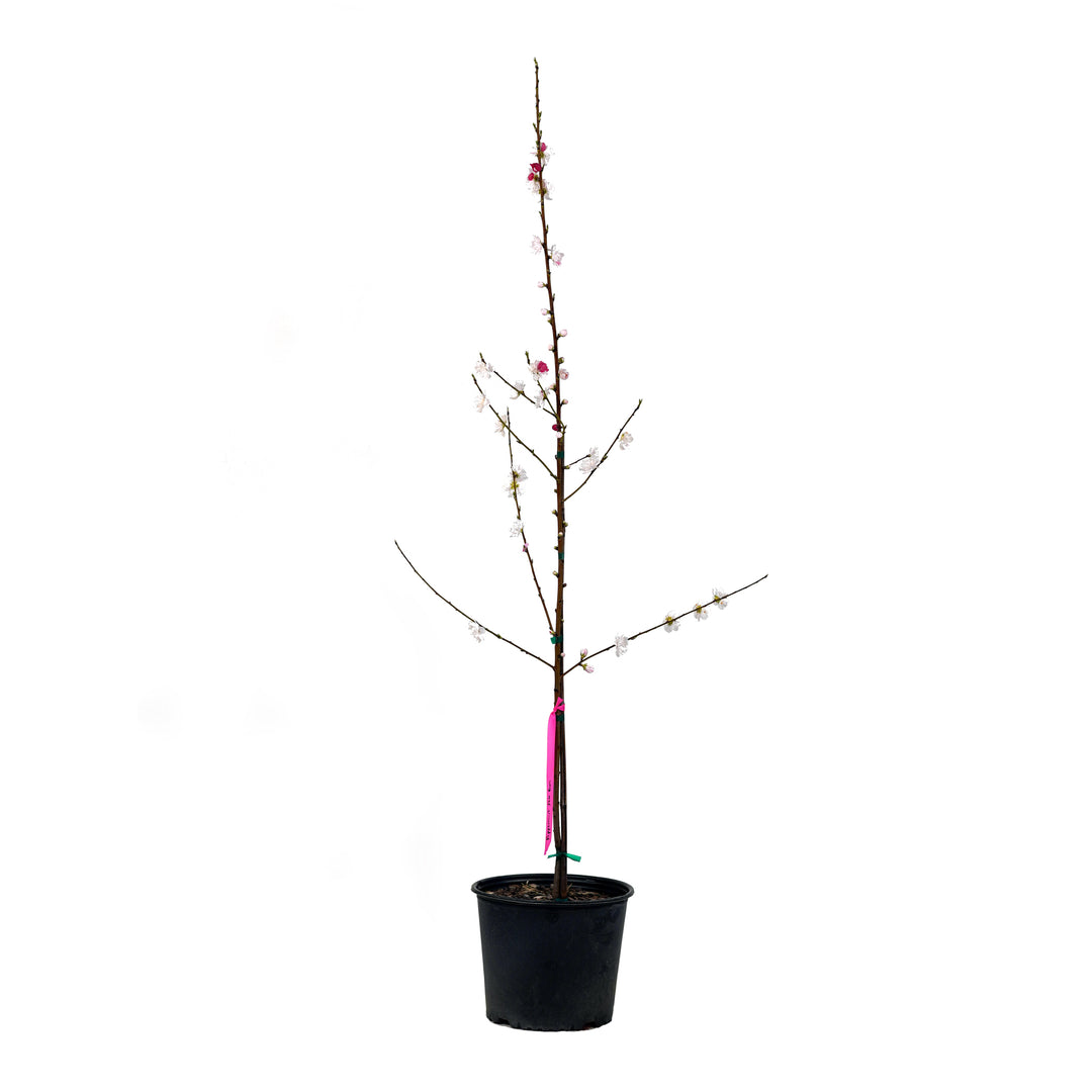 Peppermint Flowering Peach tree with early spring blossoms in a black nursery pot