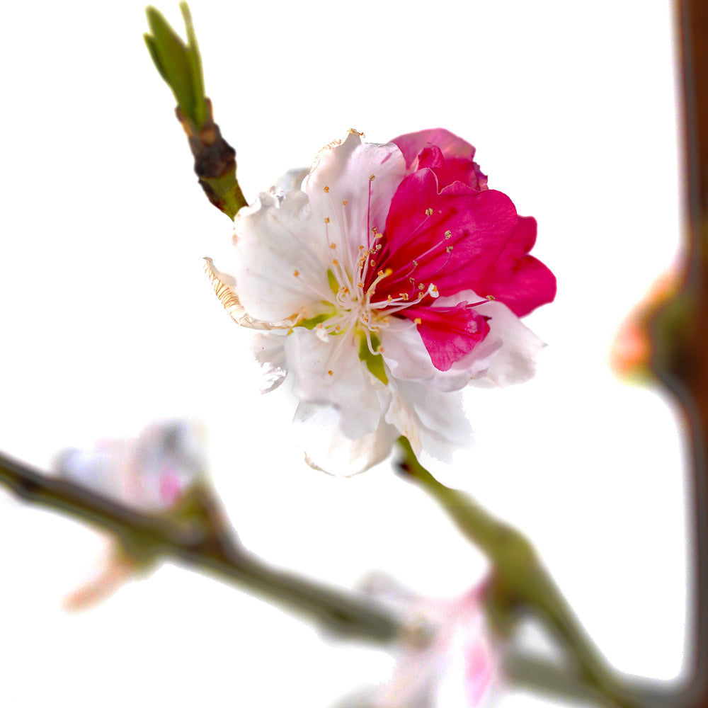 Close-up of a unique pink and white blossom blooming on a Peppermint Flowering Peach tree branch