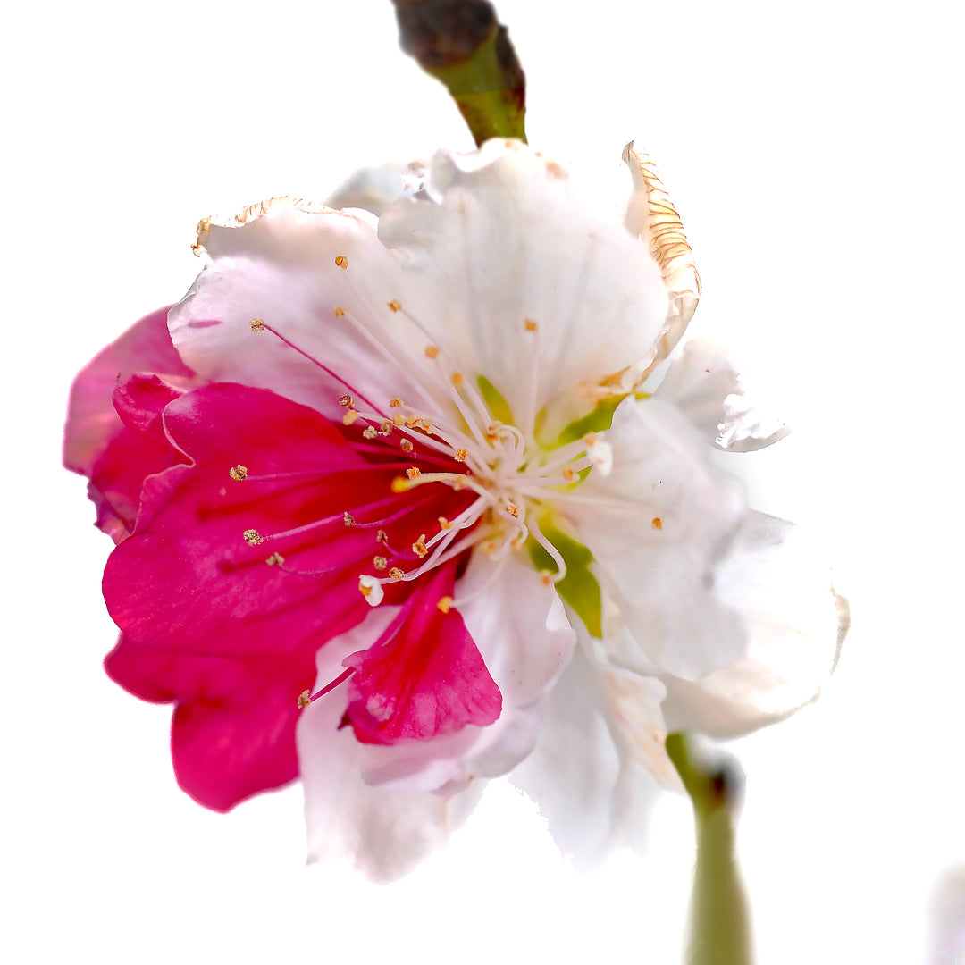 Close-up of a striking pink and white blossom blooming on a Peppermint Flowering Peach tree against a white background