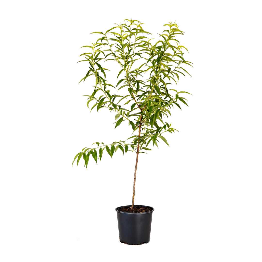 Peppermint Flowering Peach tree with lush green foliage in a black nursery pot