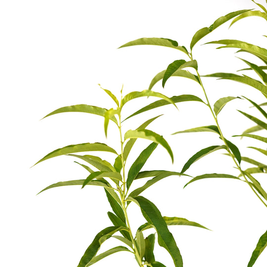 Close-up of lush green summer foliage on a Peppermint Flowering Peach tree against a white background