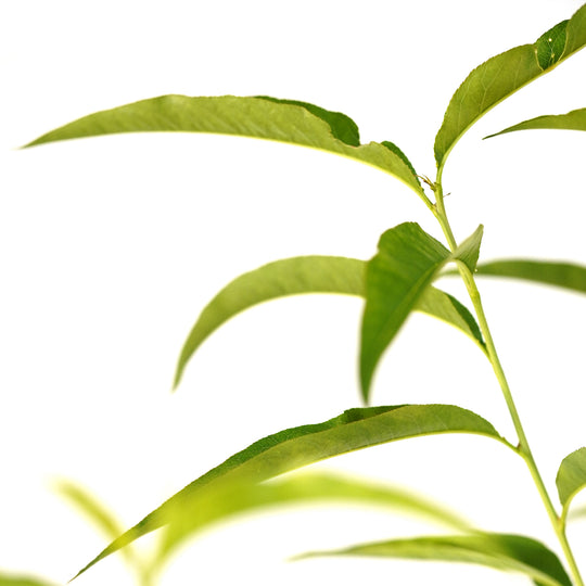 Close-up of bright green summer leaves on a Peppermint Flowering Peach tree against a white background