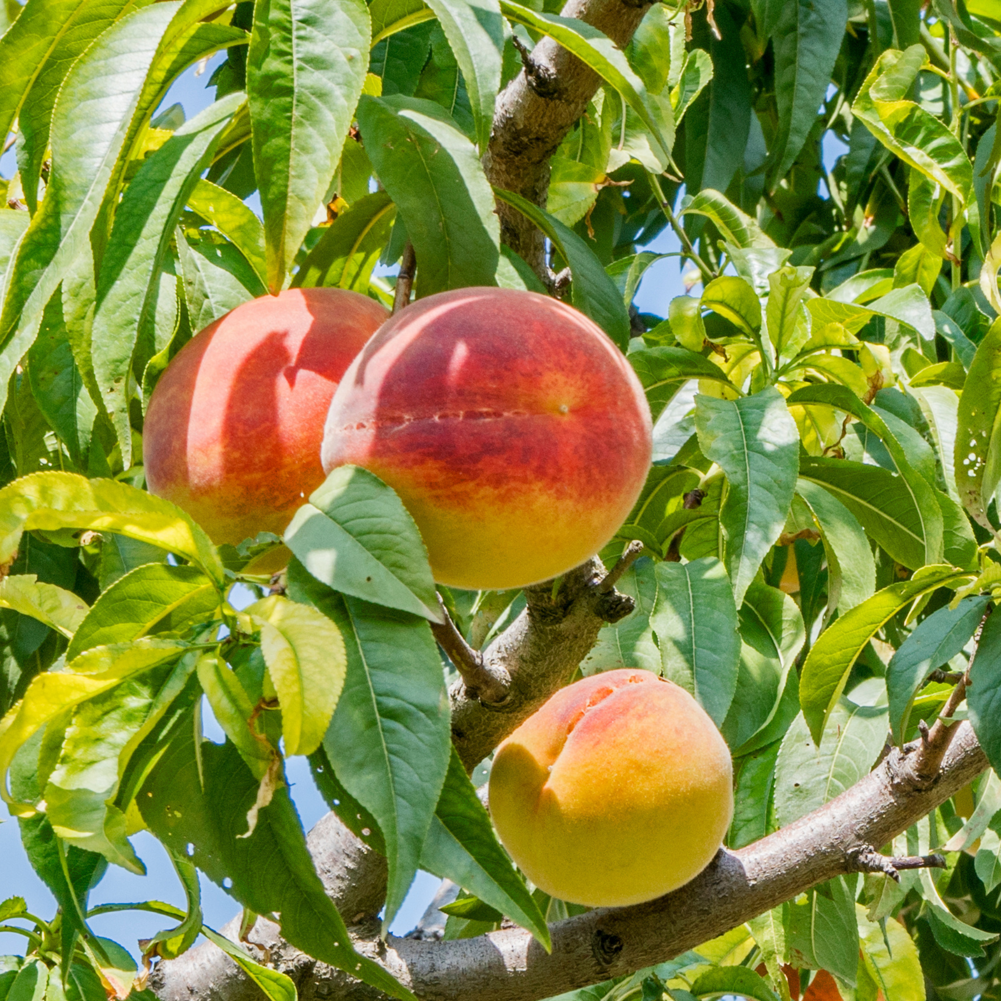 Detailed view of large peaches with a vibrant red blush ripening on a live Juneflame Peach tree