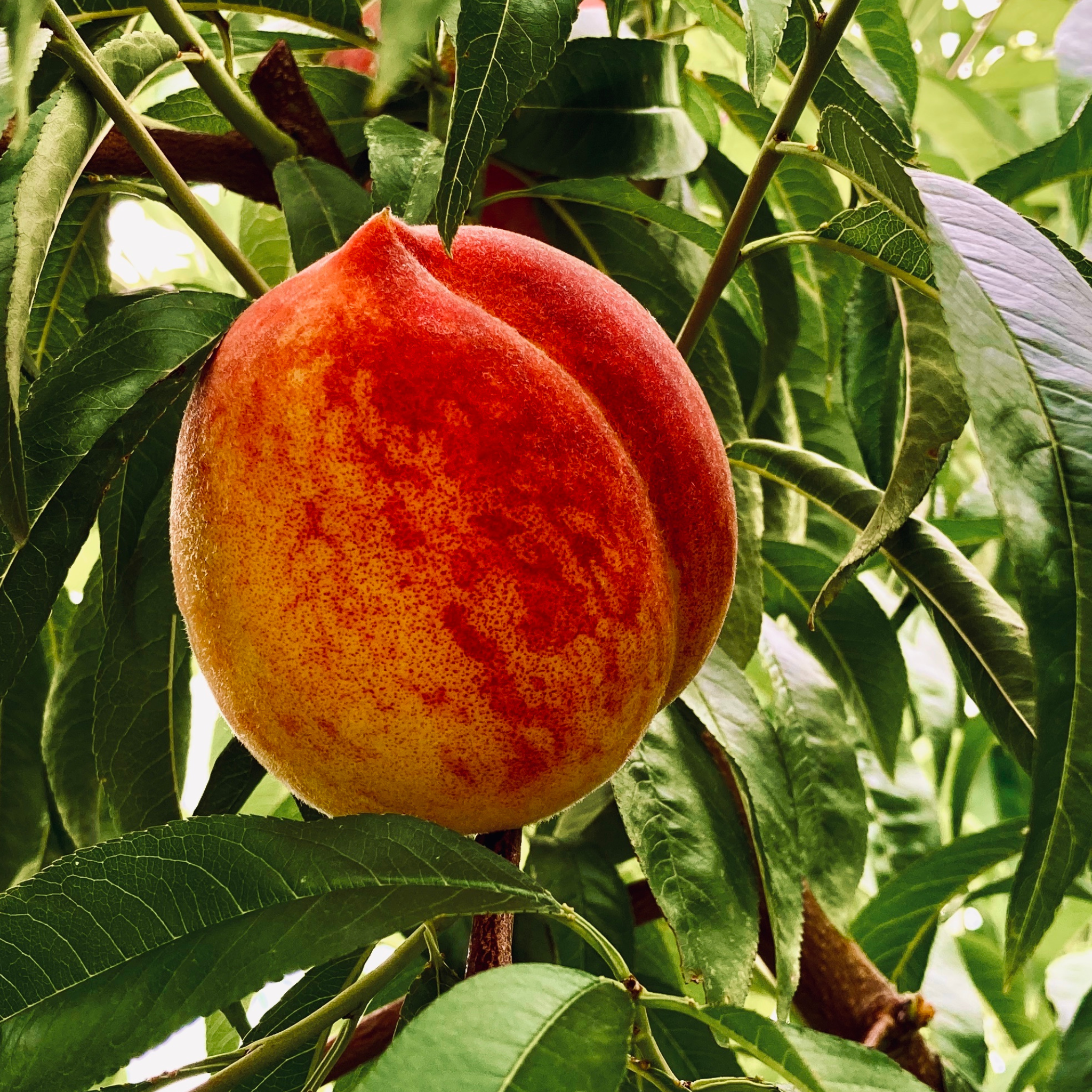 Close-up of a ripe Tropic Snow Peach growing on a fruit tree branch surrounded by green leaves
