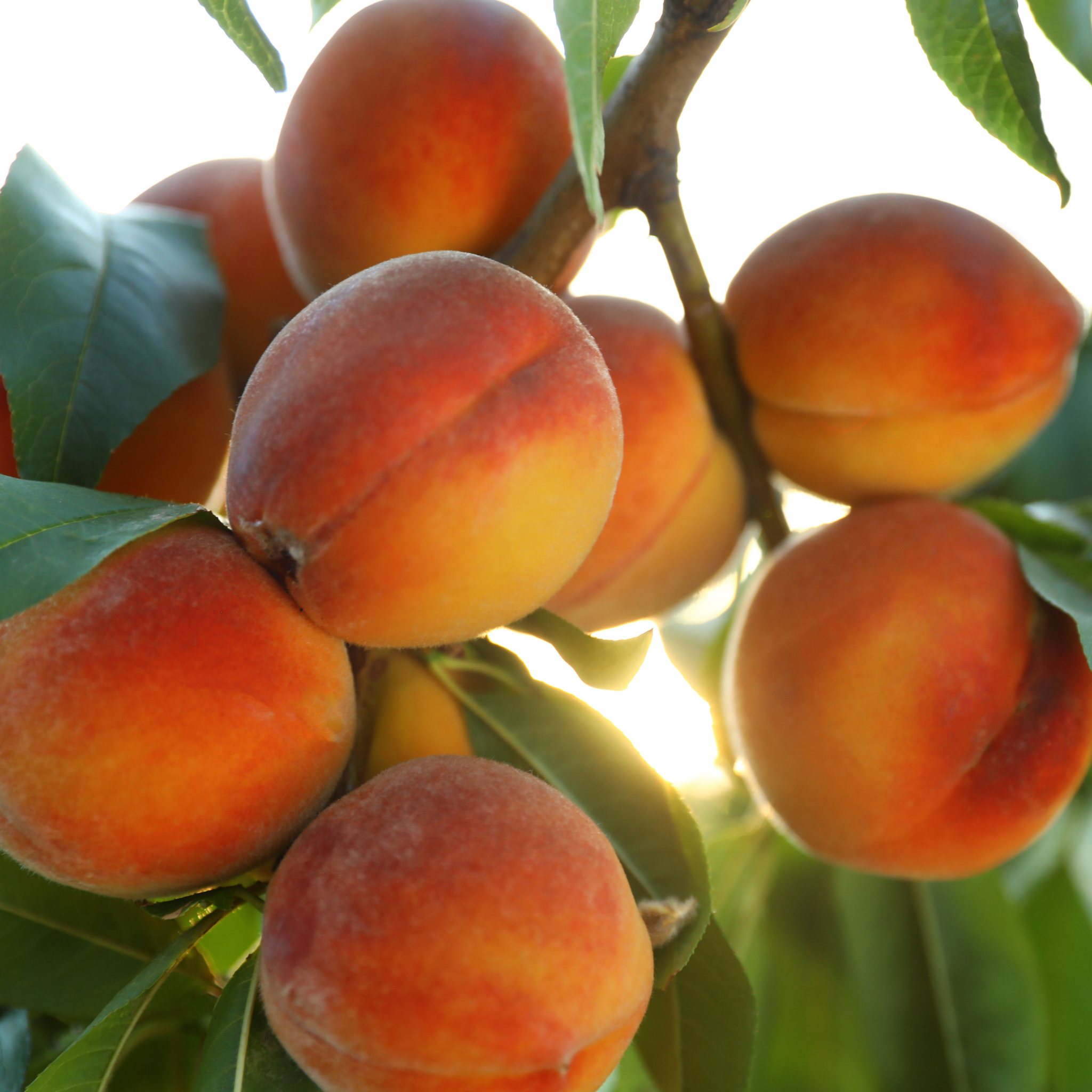Close-up of ripe La Feliciana Peaches growing on a fruit tree branch surrounded by green leaves