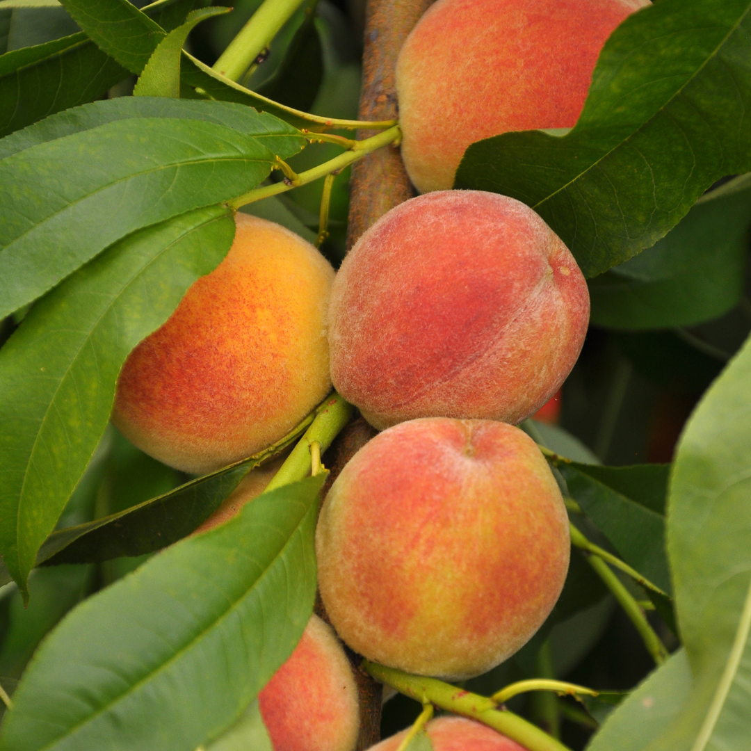 Close-up of ripe O'Henry peaches with a vibrant red blush hanging on a tree branch with green leaves