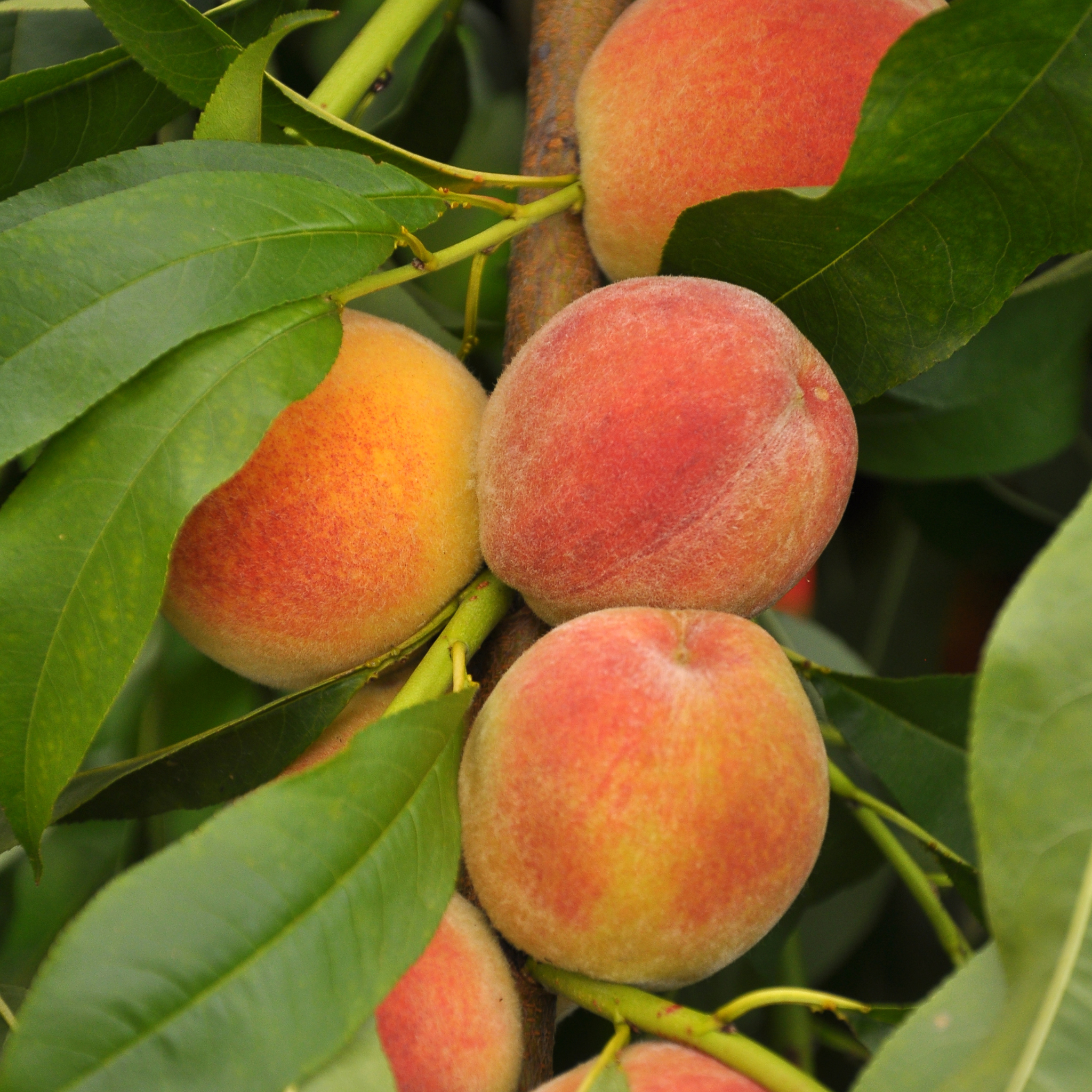 Close-up of ripe O'Henry peaches with a vibrant red blush hanging on a tree branch with green leaves