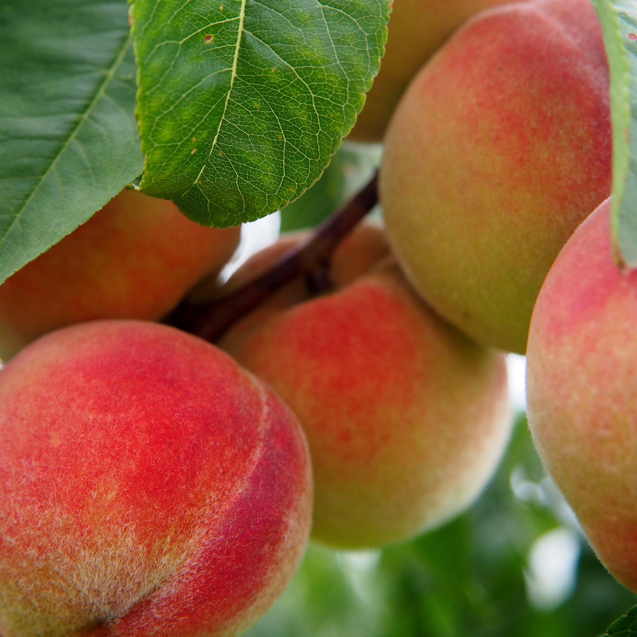 Detailed view of a cluster of fuzzy peaches with a vibrant red blush ripening on a live Ruby Prince Peach tree