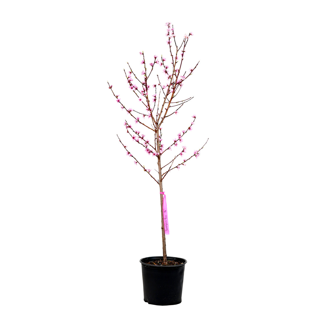 A young potted Scarletprince Peach tree featuring upright branches covered in pink spring blossoms against a white background
