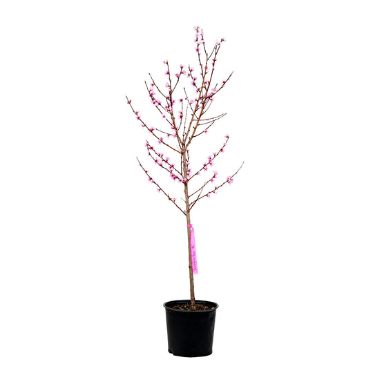 A young potted Scarletprince Peach tree featuring upright branches covered in pink spring blossoms against a white background