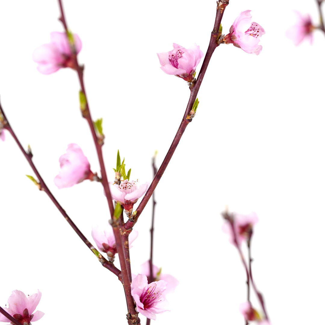 Close-up of pink blossoms blooming on Scarletprince Peach tree branches against a white background