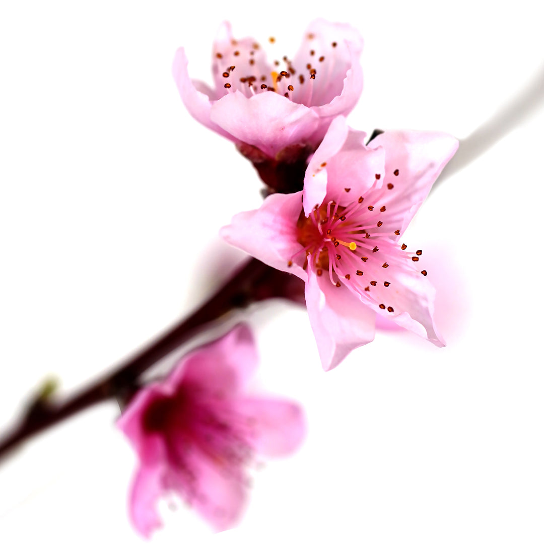 Close-up of pink blossoms blooming on a Scarletprince Peach tree branch against a white background