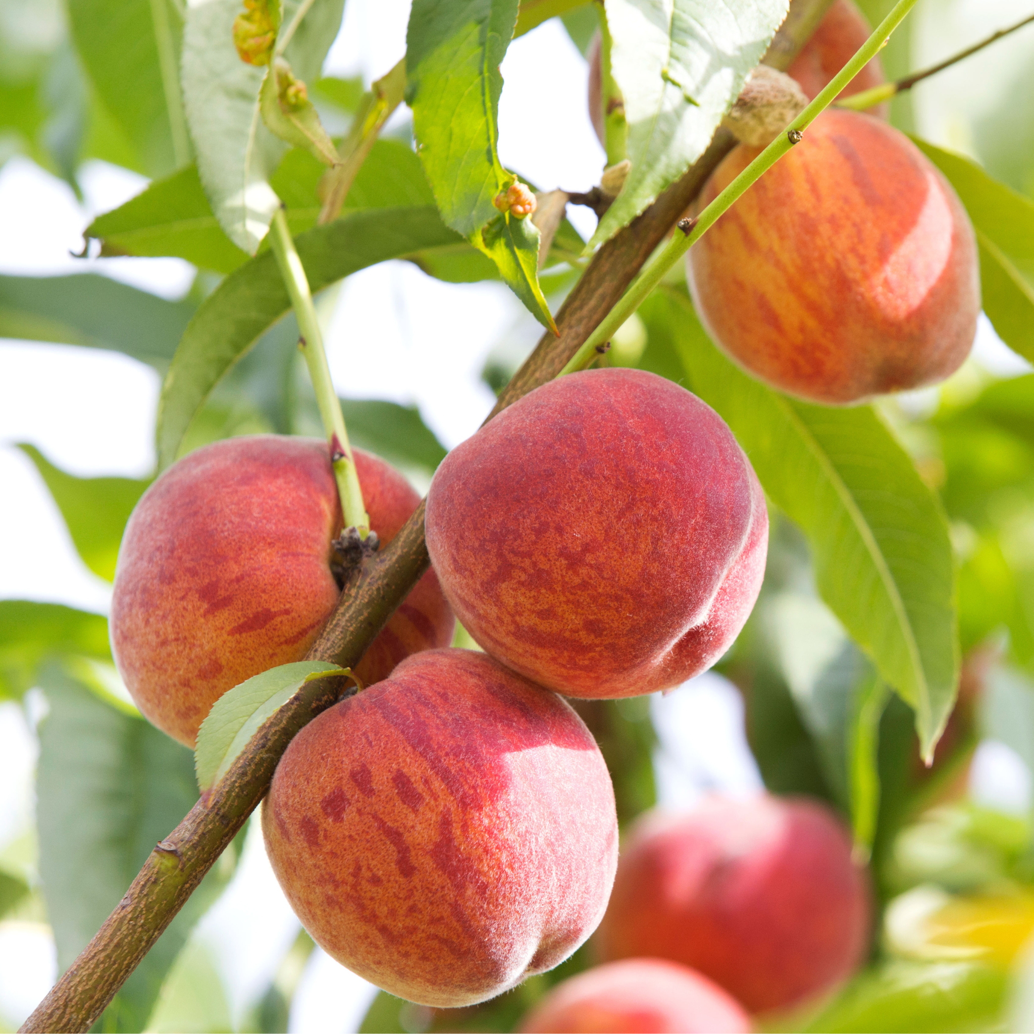 Detailed view of multiple fuzzy peaches with a vibrant red blush ripening on a live Scarletprince Peach tree